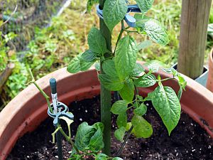 Rocoto Big Brown, 25.05.