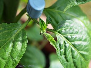Rocoto Big Brown, 25.05.
