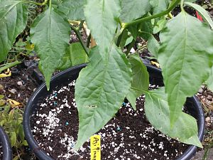 20170524_131418_Richtone(HDR)