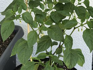 Golden Cayenne