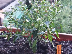 20170527_204351_Richtone(HDR)