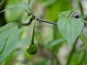 Rocoto Manzano Amarillo