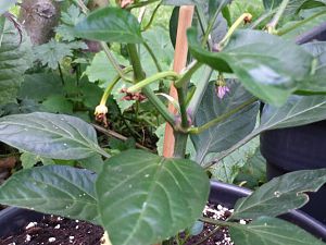 20170528_181425_Richtone(HDR)