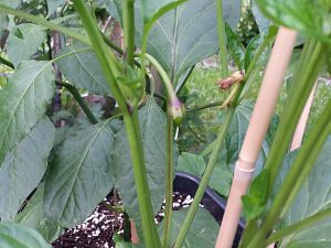 20170528_181511_Richtone(HDR)
