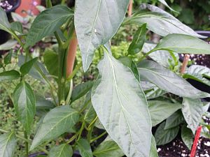 20170528_181552_Richtone(HDR)