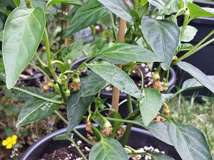 20170528_181605_Richtone(HDR)