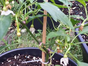 20170528_181645_Richtone(HDR)