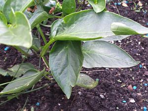 20170528_191022_Richtone(HDR)
