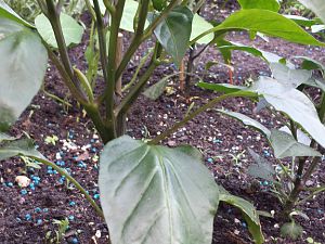 20170528_191036_Richtone(HDR)