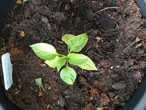 Bulgarion_carrot_001