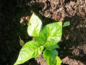 Habanero_big_sun_01