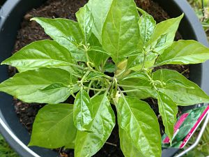 Habanero_red_01_001