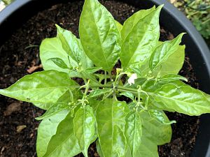 Habanero_red_02_001