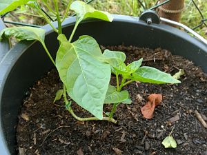 IMG_20170528_090703930