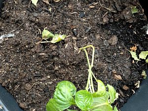 Lemon_drop_01_001