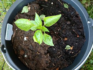 Lemon_drop_02_001