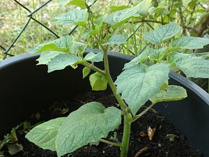 Physalis_01_001