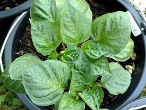 Pimento_marron_01_001