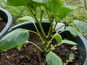 Pimento_marron_01_002