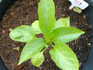 Pimento_marron_02_001