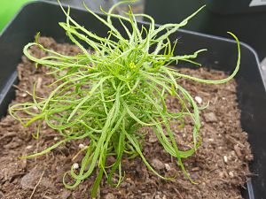 Mutant