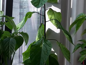 7PotBrainStrain_31_05_17