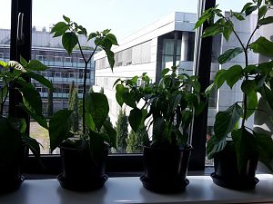7PotBrainStrain_BlackNaga_SuperShepherd_31.05.17