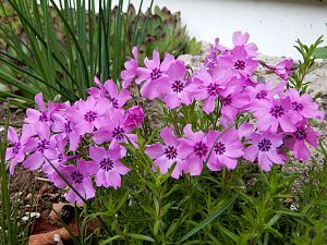 Phlox