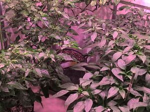 WP_20170531_18_43_12_Pro