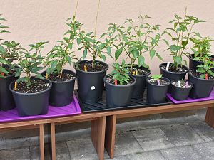 20170602_141031_Richtone(HDR)