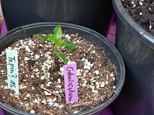 20170602_141158_Richtone(HDR)