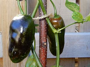 Rocoto Montufar_03062017