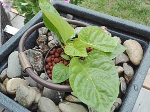 Reaper hydro
