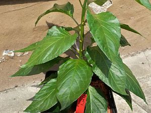 20170604_104220_Richtone(HDR)