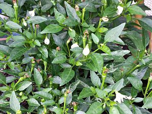 20170604_175624_Richtone(HDR)
