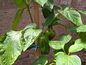 WP_20170605_14_12_14_Pro