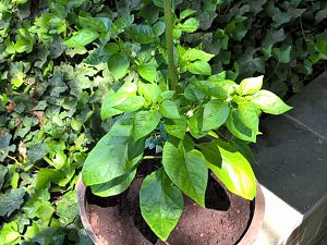 WP_20170605_14_15_10_Pro