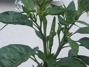 20170605_204210