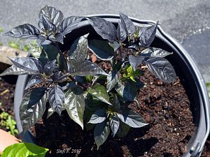 Orange Bhut x Neyde