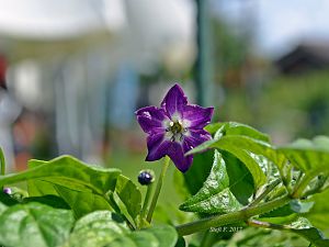 Minirocoto Red, 07.06.