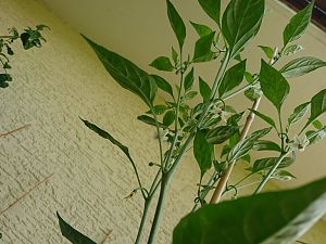 Cayenne