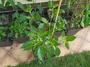 Cayenne