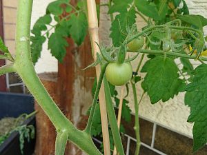 Tomate - Matina