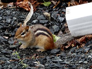 Chipmunk