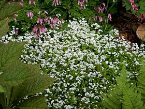 Waldmeister