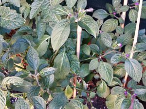20170610_083727_Richtone(HDR)