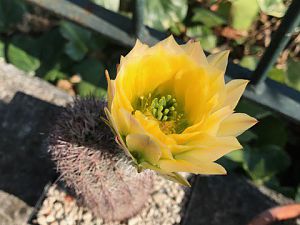 IMG_0249