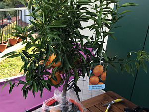 IMG_0280