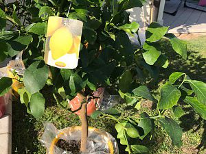 IMG_0286