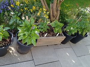 IMG_20170613_173012503